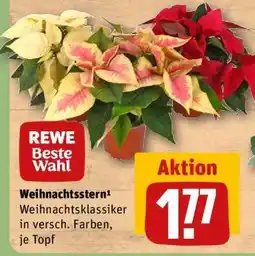 REWE Weihnachtsstern¹ Angebot