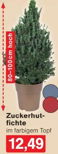 Wiglo Wunderland Zuckerhutfichte Angebot