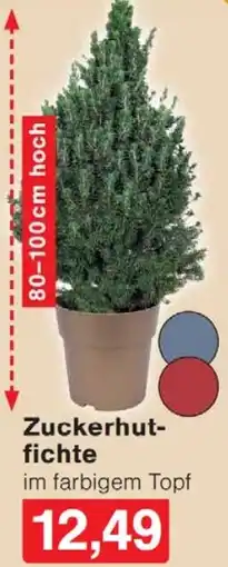 Wiglo Wunderland Zuckerhutfichte Angebot