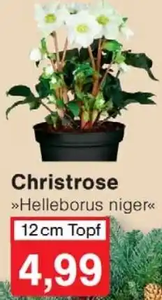 Wiglo Wunderland Christrose Angebot