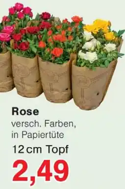 Wiglo Wunderland Rose Angebot