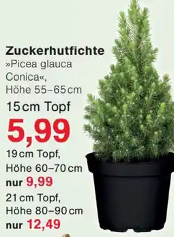 Wiglo Wunderland Zuckerhutfichte Angebot