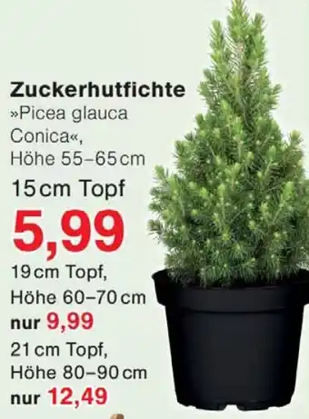 Wiglo Wunderland Zuckerhutfichte Angebot