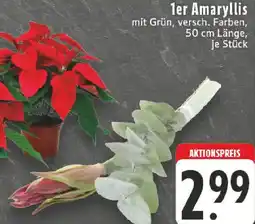 Edeka 1er Amaryllis Angebot