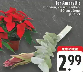 Edeka 1er Amaryllis Angebot