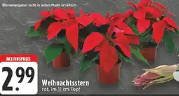 Edeka Weihnachtsstern Angebot