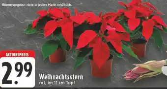 Edeka Weihnachtsstern Angebot