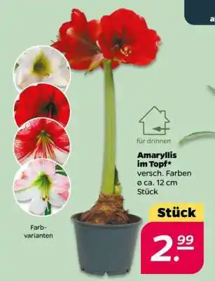NETTO Amaryllis im Topf Angebot