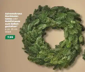 NETTO Adventskranz Nordmanntanne oder Nobilistanne Angebot