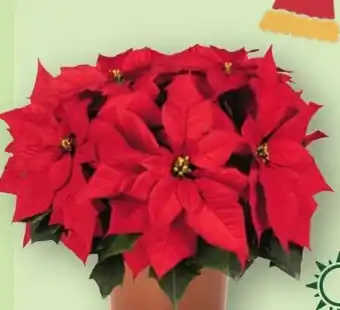 Aldi Nord Gardenline Weihnachtssterne Angebot