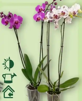 Aldi Nord Gardenline Phalaenopsis Angebot