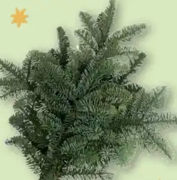 Aldi Nord Gardenline Tannengrün Angebot