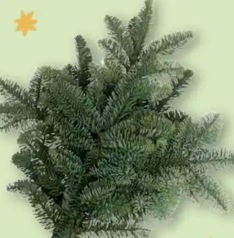 Aldi Nord Gardenline Tannengrün Angebot