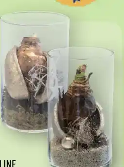 Aldi Nord Gardenline Weihnachtliche Amaryllis Angebot