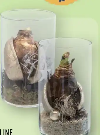 Aldi Nord Gardenline Weihnachtliche Amaryllis Angebot