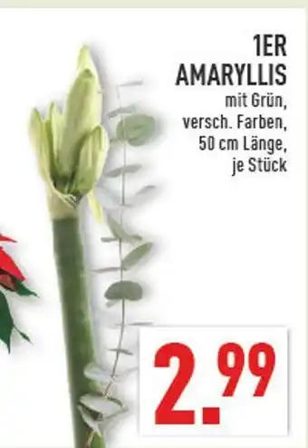 Marktkauf 1er amaryllis Angebot