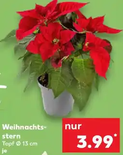 Kaufland Weihnachtsstern Angebot