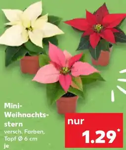 Kaufland Mini Weihnachtsstern Angebot