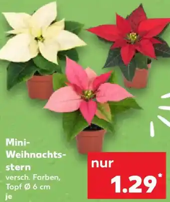 Kaufland Mini Weihnachtsstern Angebot