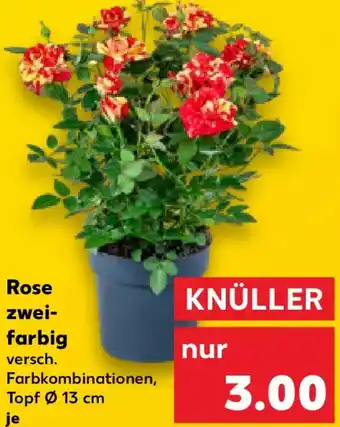 Kaufland Rose zweifarbig Angebot