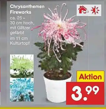 Netto Marken-Discount Chrysanthemen Fireworks Angebot