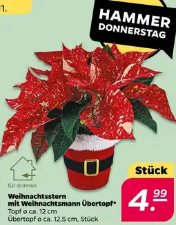 NETTO Weihnachtsstern Angebot