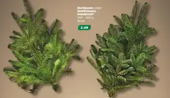 NETTO Nordmann- oder nobilistanne handbund Angebot