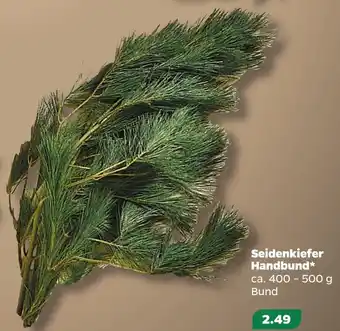 NETTO Seidenkiefer handbund Angebot