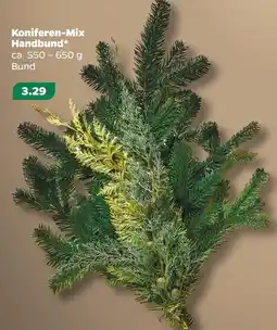 NETTO Koniferen-mix handbund Angebot