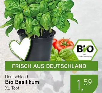 Dornseifer Bio Basilikum Angebot