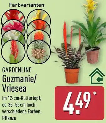 Aldi Nord GARDENLINE Guzmanie/ Vriesea Angebot