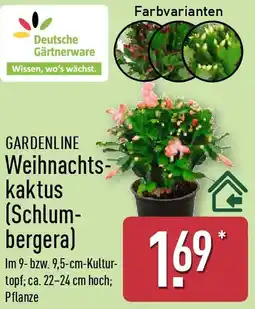 Aldi Nord GARDENLINE Weihnachtskaktus (Schlumbergera) Angebot
