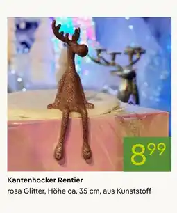 Pflanzen Kölle Kantenhocker rentier Angebot