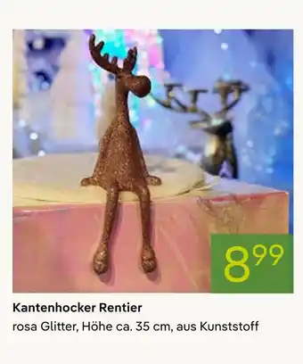 Pflanzen Kölle Kantenhocker rentier Angebot