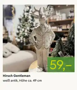 Pflanzen Kölle Hirsch gentleman Angebot