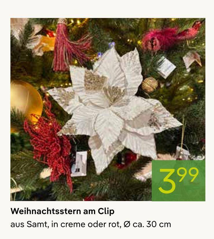 Weihnachtsstern am clip Angebot bei Pflanzen Klle