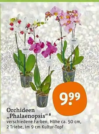 tegut Orchideen „phalaenopsis“ Angebot