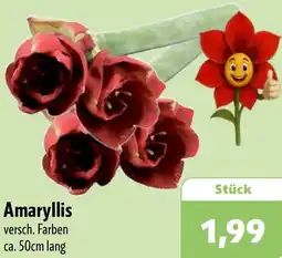 Aktiv Irma Amaryllis Angebot
