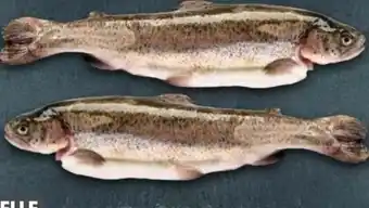 Handelshof Forellen Angebot