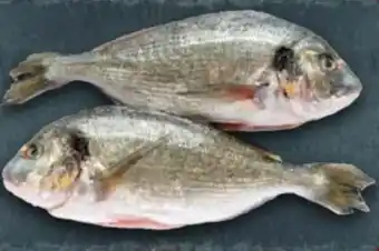 Handelshof Dorade Royale Angebot