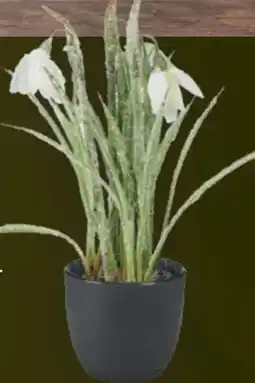 Handelshof Kunstblume Schneeglöckchen Angebot