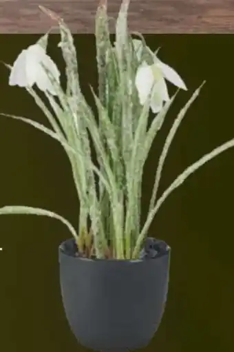 Handelshof Kunstblume Schneeglöckchen Angebot