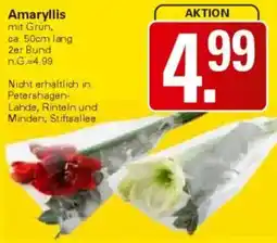 WEZ Amaryllis Angebot