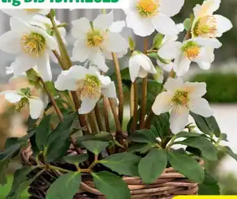 Hagebau Christrose Helleborus Niger Angebot