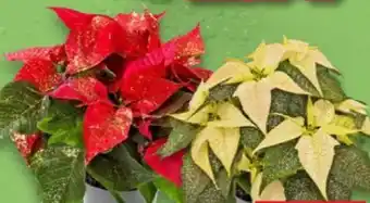 Kaufland Zaubersterne Angebot