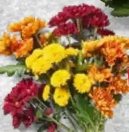 Kaufland Chrysanthemen-Mix Angebot