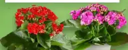 Kaufland Kalanchoe Angebot