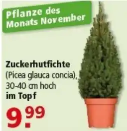 Multi Markt Zuckerhutfichte Angebot