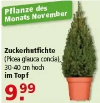 Multi Markt Zuckerhutfichte Angebot
