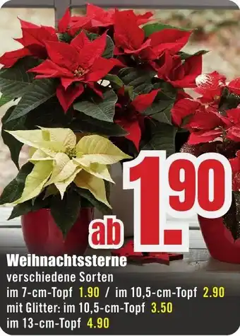 B1 Discount Baumarkt Weihnachtssterne Angebot